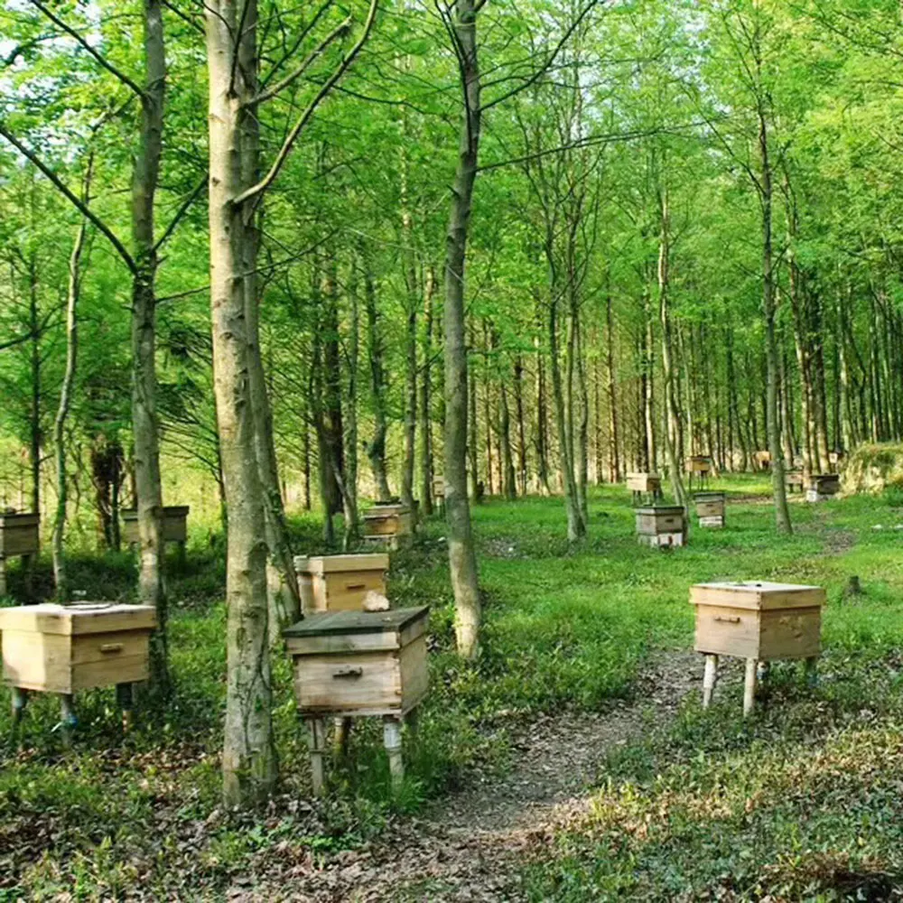 Новый мед высушенный порошок медовый