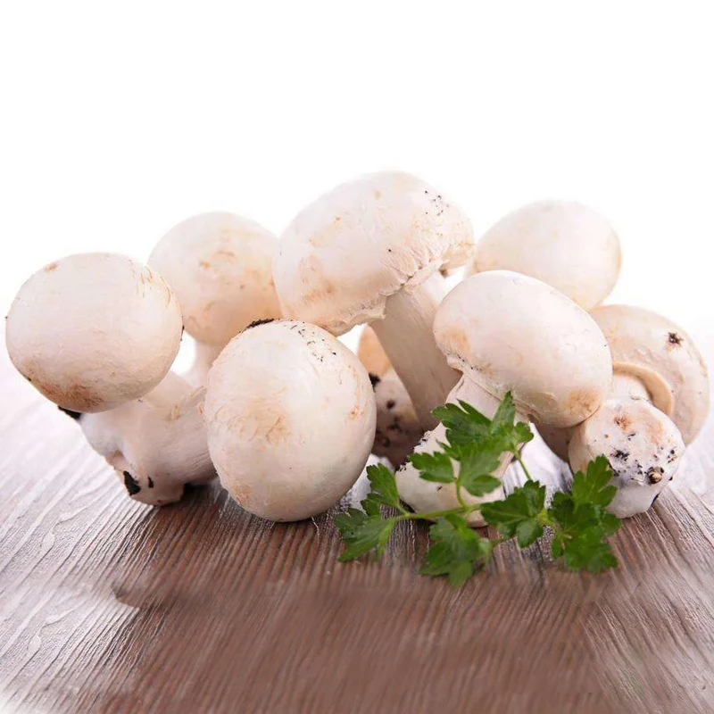 
Chinese manufacturer directly preserved white mushroom in barrel 