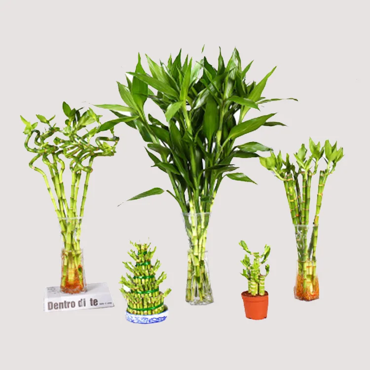 
lucky bamboo spiral natural indoor live plants bonsai tree dracaena sanderiana 