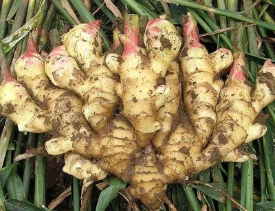 market prices for wholesale chinese fresh ginger