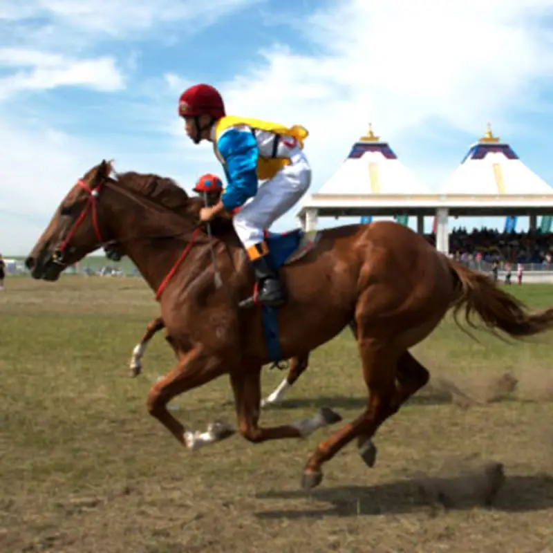 PANGOO horse, racing animals acidophilus probiotics feed nutrition