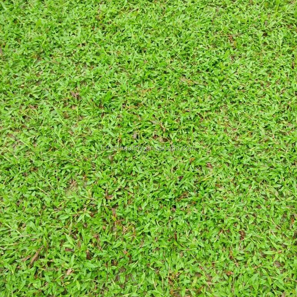2021 top quality carpetgrass seeds used as lawn and turf grass
