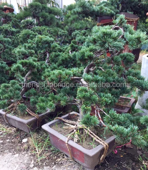 
 Красивые декоративные растения, Пинус тунбергий  