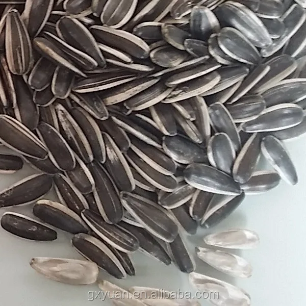 Inner Mongolia sunflower seeds with low price