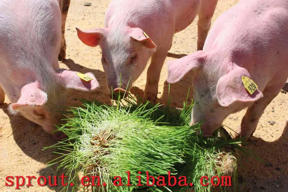 2019 New Type hydroponic fodder alfalfa equipment for animal feed