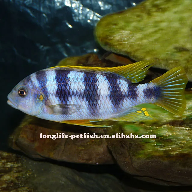
Good Petrotilapia sp. Chitimba Fish 