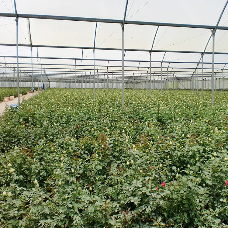 Low Cost Fixed Poly Tunnel Seed Greenhouse For Vegetable