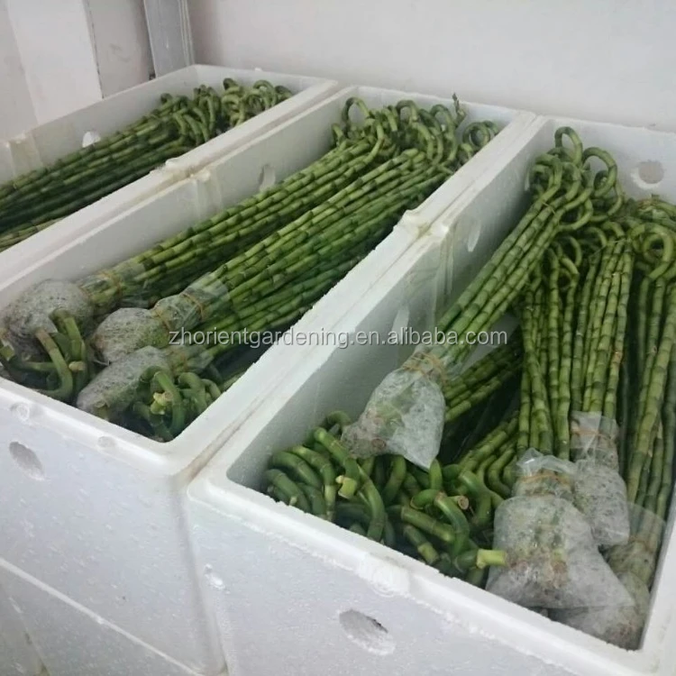 Комнатные растения счастливый бамбук декоративное растение