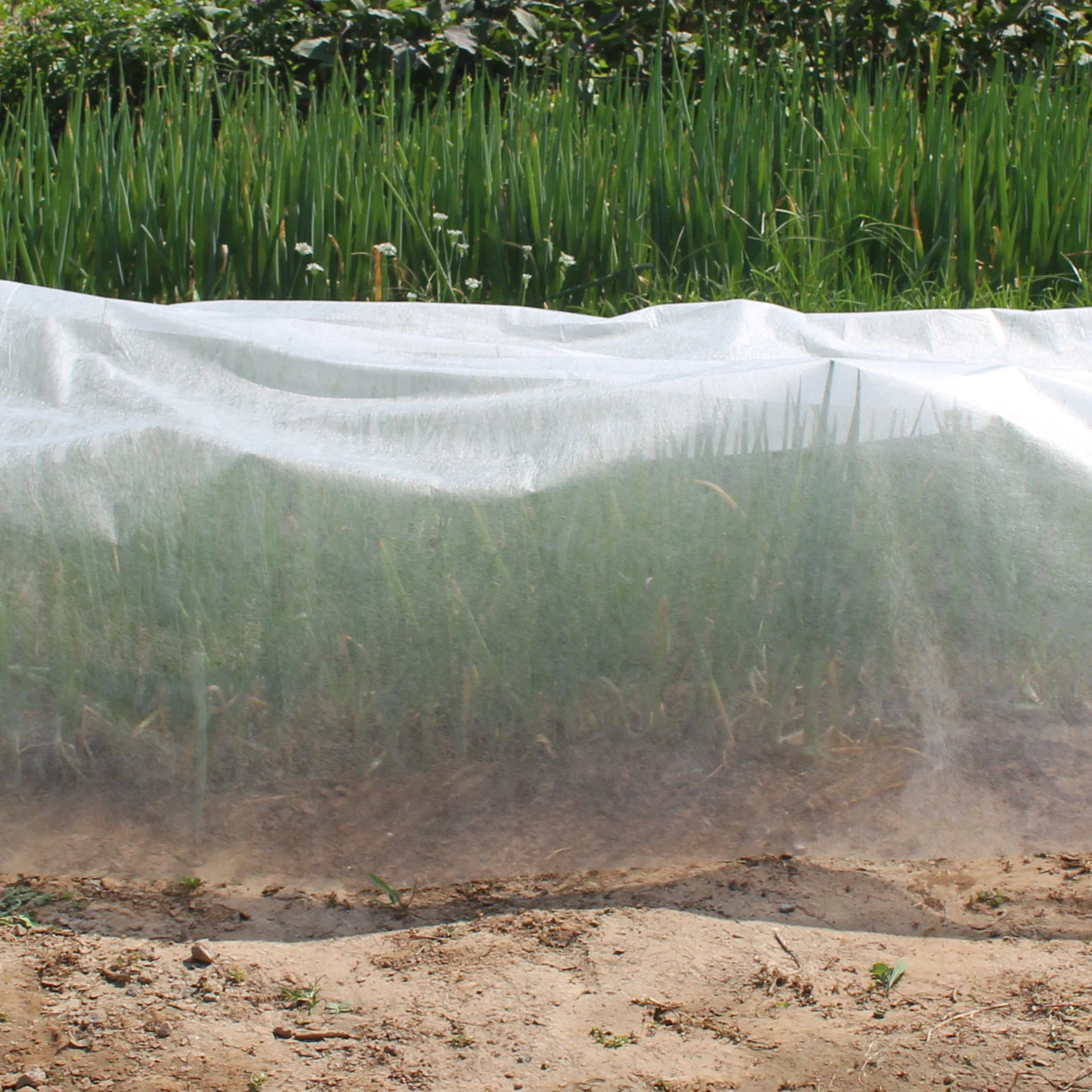 Special protective non woven bag for fruit&tree Customized reusable agriculture