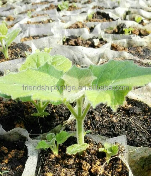 
Paulownia Elongata Cutting Roots 