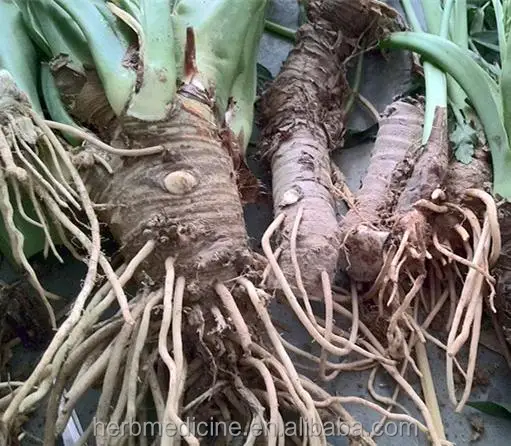 
Wild Common Alocasia Rhizome from Alocasia macrorrhiza (L.) Schott for herb medicine 