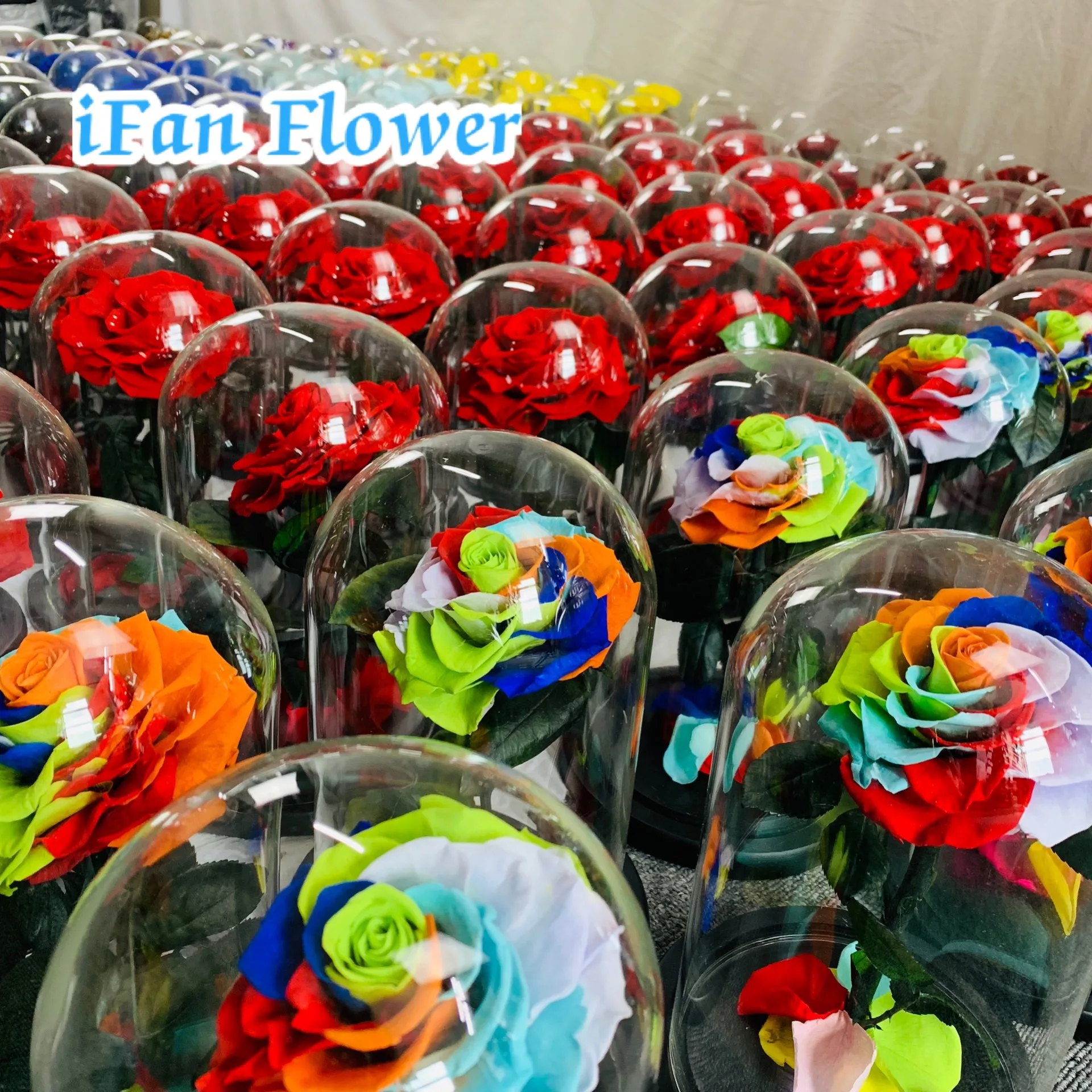IFAN flower company design preserved rainbow rose in glass dome preserved roses export Saudi Arabia