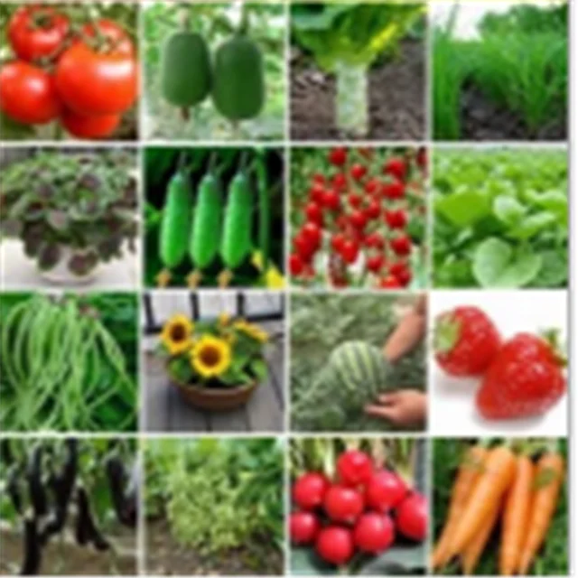 
China supplier All Kinds of Hybrid baby vegetable seeds 