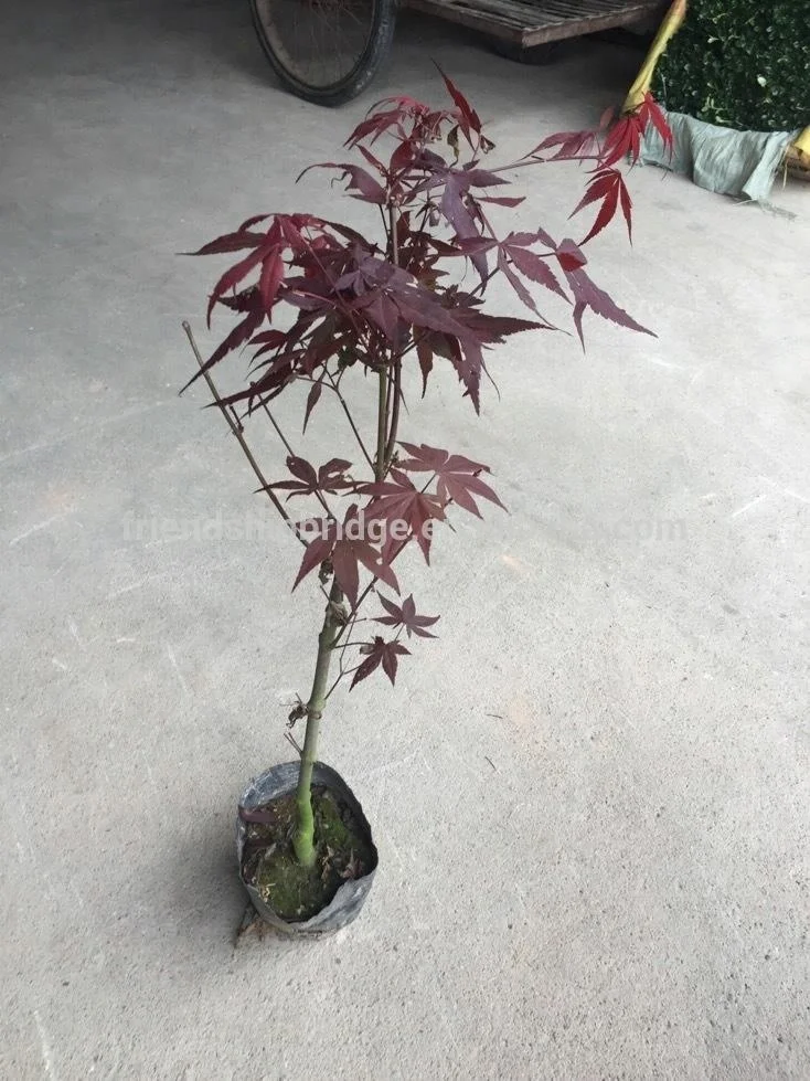 
Acer Palmatum/ maple Plants in Bonsai 