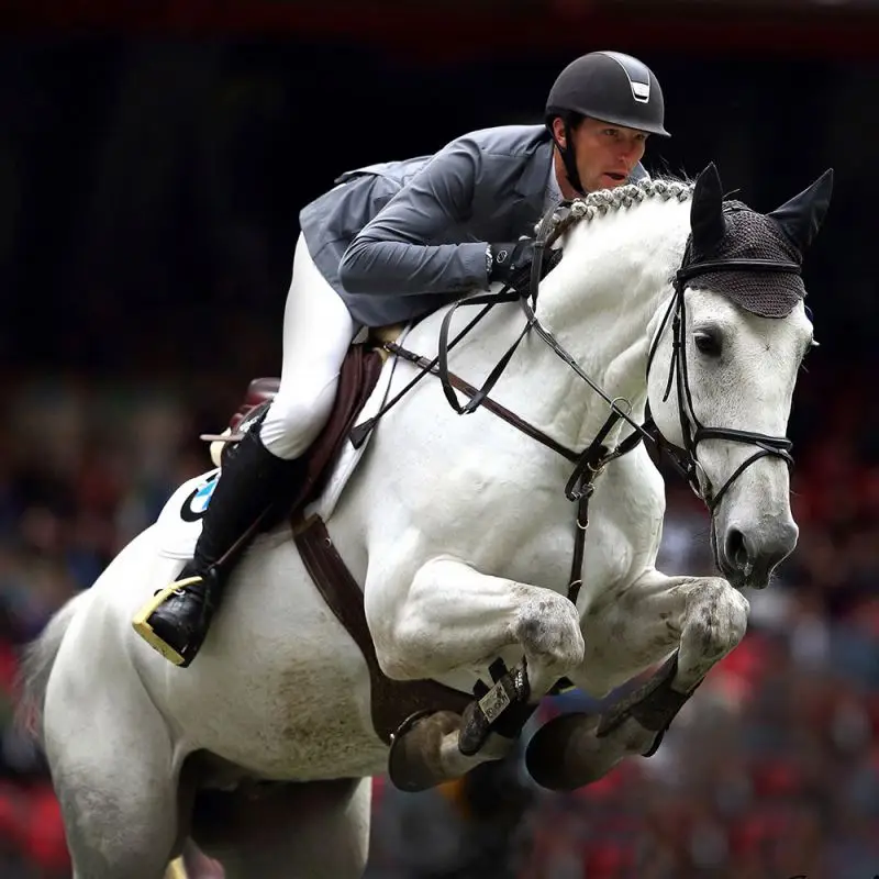 PANGOO horse, racing animals acidophilus probiotics feed nutrition