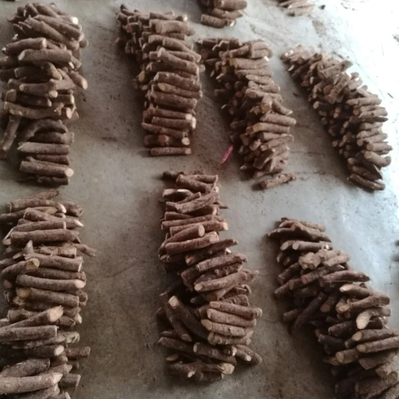 
Paulownia Tomentosa Root Cuttings for planting 