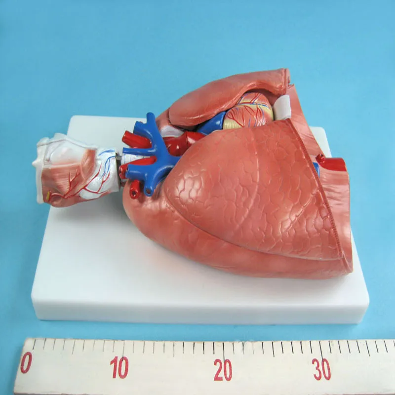 
Biology Teaching Aids Anatomical Model of the Larynx the Heart and the Lungs 