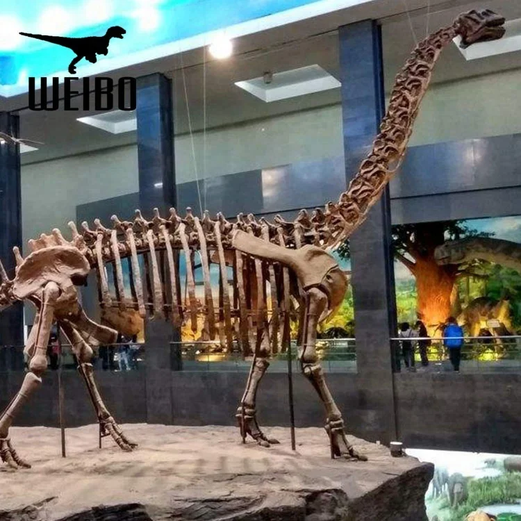 Long neck dinosaur skeleton dinosaur fossil