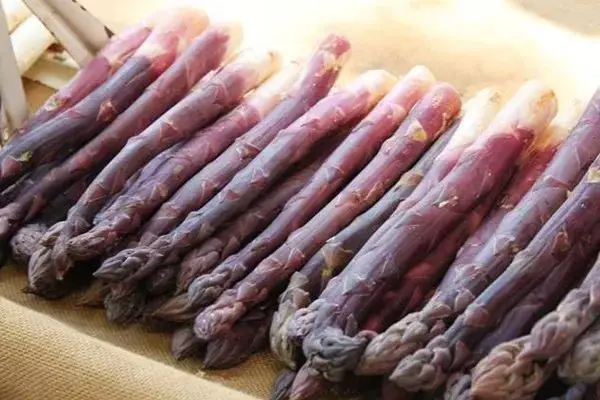 
Suntoday Red purple hybrid F1 asparagus seeds 10gr/bag 