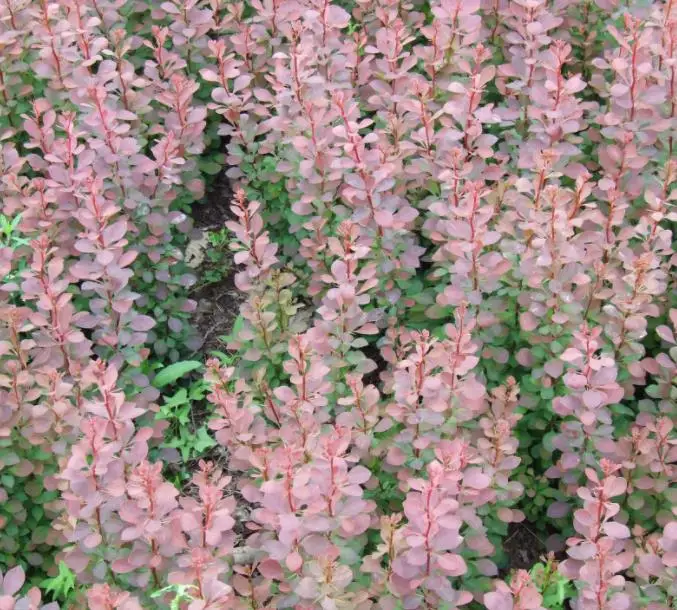  1 кг семена Berberis thunbergii var atropurpurea chenко для