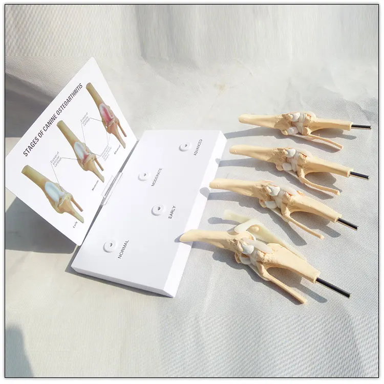 Dog knee joint model Stages of canine osteoporosis model
