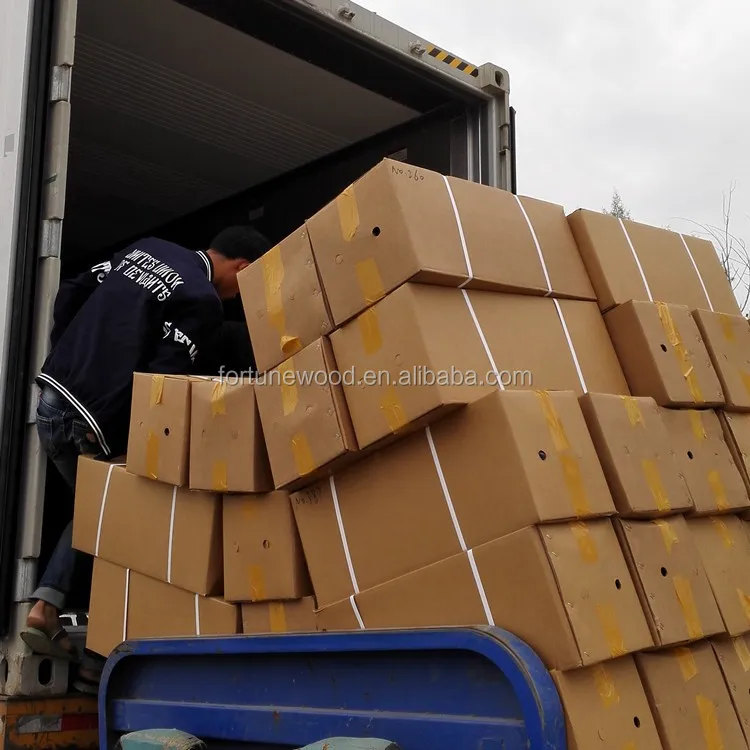 paulownia hybrid 9501 root paulownia planting