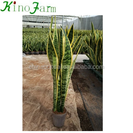 
 Indoor Plant Sansevieria Trifasciat  
