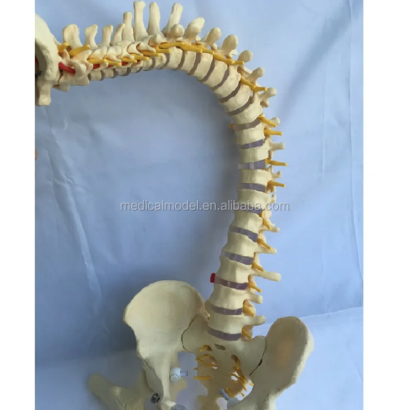 3d Anatomy Model Spine for Education