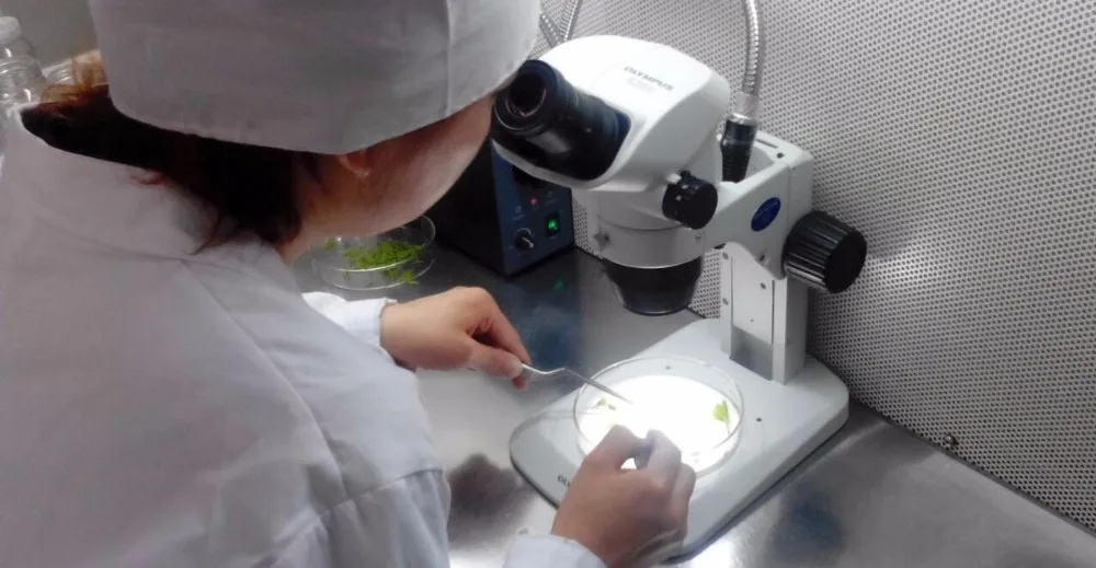 Настоящие растения горячая Распродажа рассады фрукты всесезонные саженцы для культивирования тканей черники