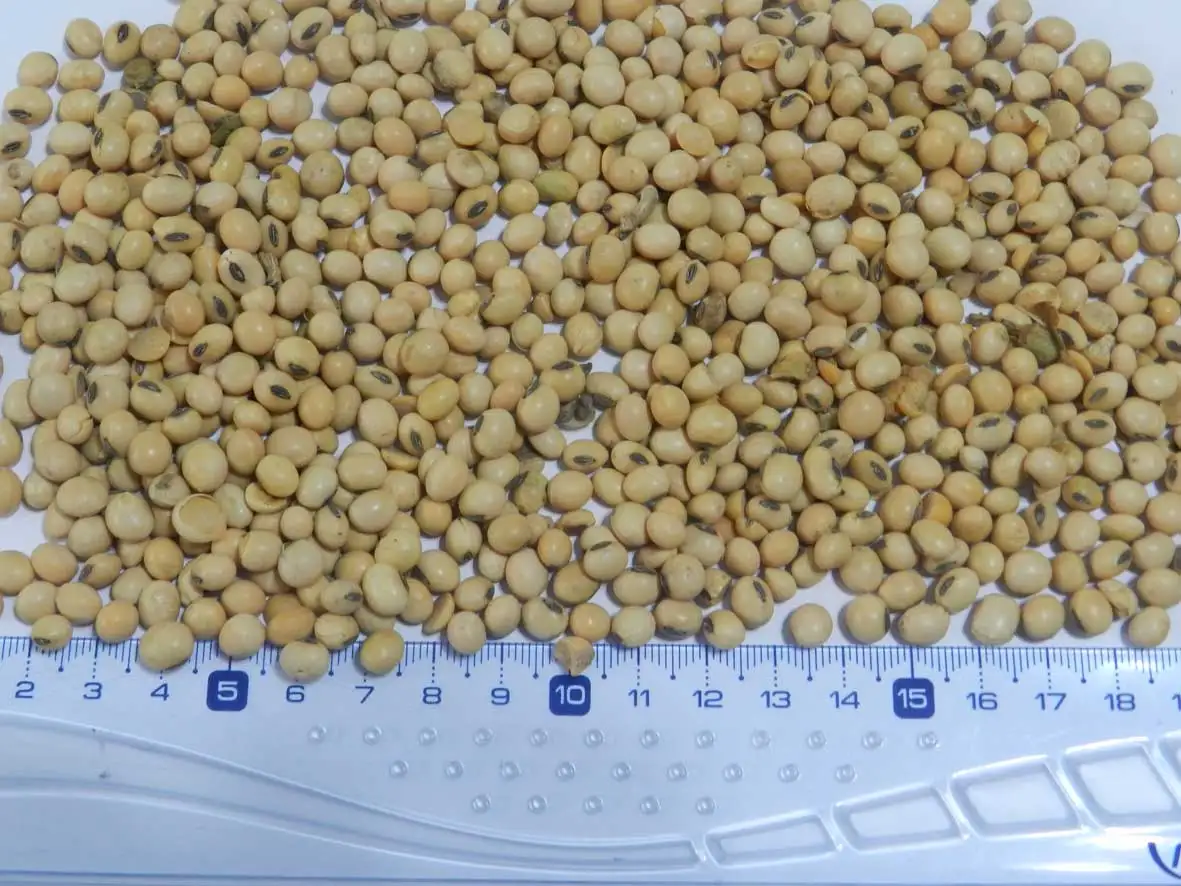 Соевые бобы 2-го класса из Аргентины, Боливии и Бразилии