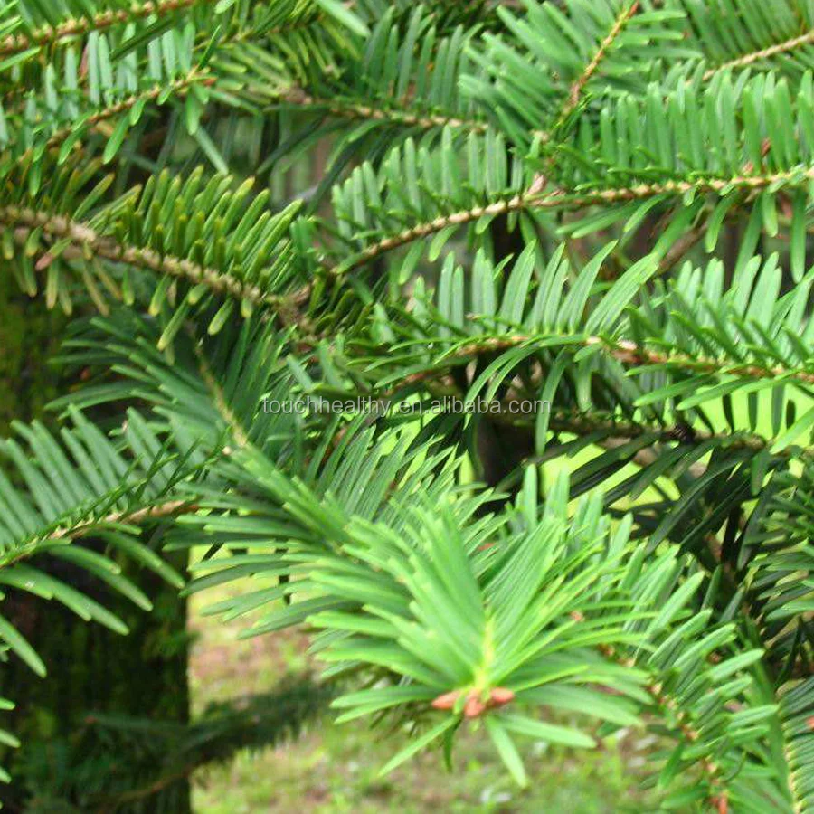 
2021 hemlock seeds hemlock spruce seeds 