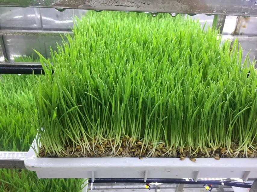 LYINE Hydroponics Greenhouse DWC Hydroponic System Industrial Seed Sprout Machine With Hydroponics Grow Kit