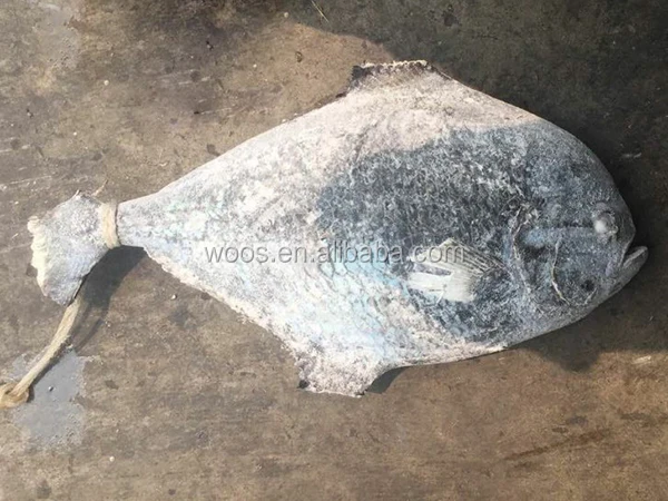 Замороженные рыба-ангел целом rund брама рыбы