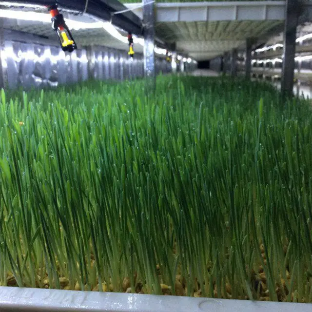 Plastic hydroponics barley grow tray for wheat barley sprouts growing