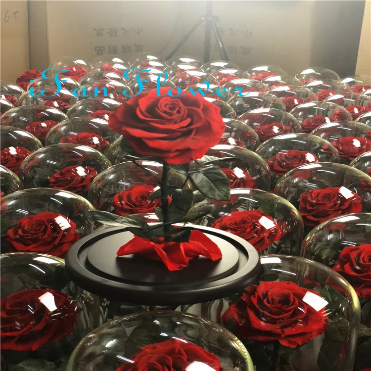 New coming promotional wholesale real rose preserved roses flower in glass dome