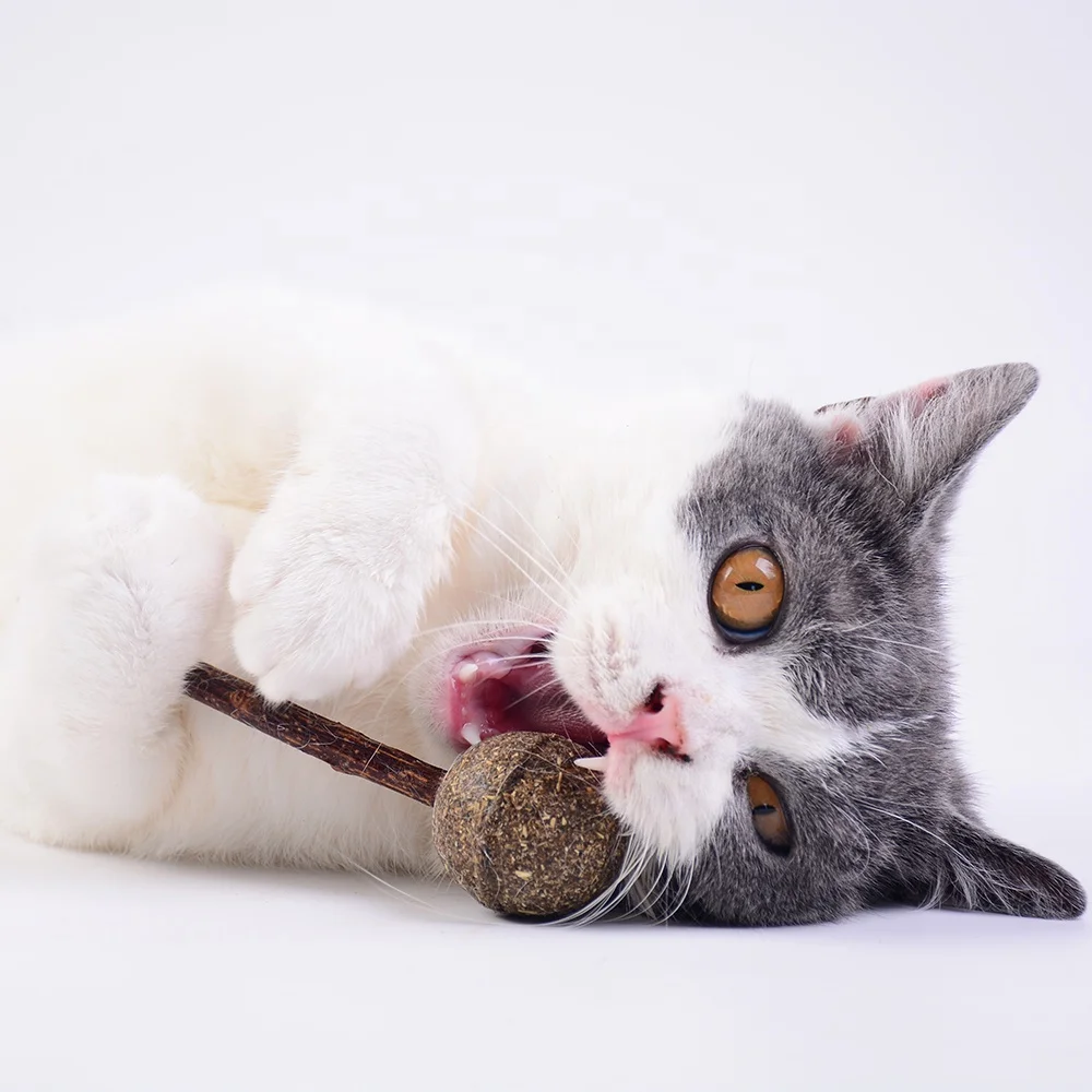 CAT Chew Matatabi Stick Toy silvervine Catnip Cute Lollipop Shape Catnip For Cat Tooth Matatabli Cleaning Molar Toy
