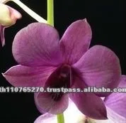 
Dendrobium BB Jaq Blue orchid 