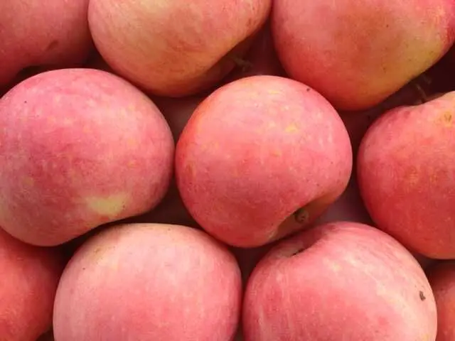 Lower price with paper bagged FUJI APPLES