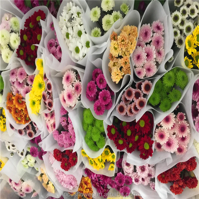 
Hot Sell Small Sprayed Chrysanthemum Fresh Cut Flowers Wholesale from CN;YUN 100% T/T Grade a 10 Stems/bunch 2 Working Days 