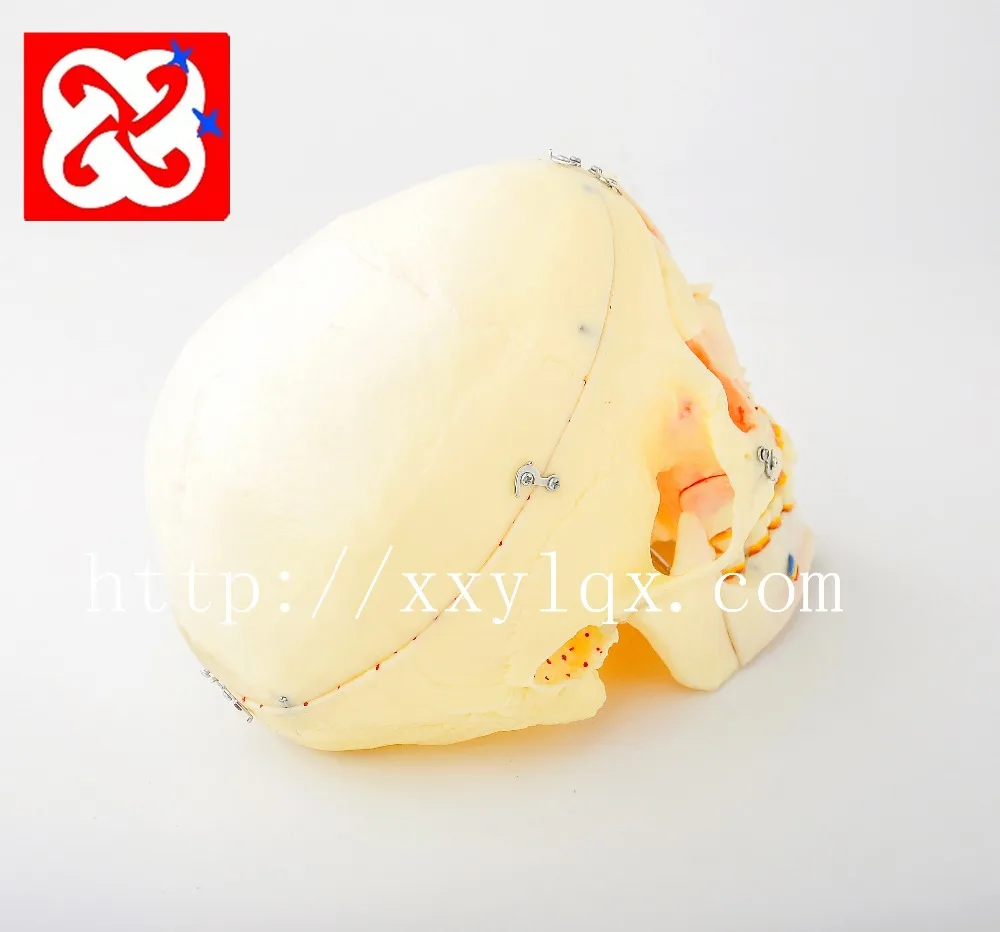 Skull model showing teeth, sinuses, arteries and nerves