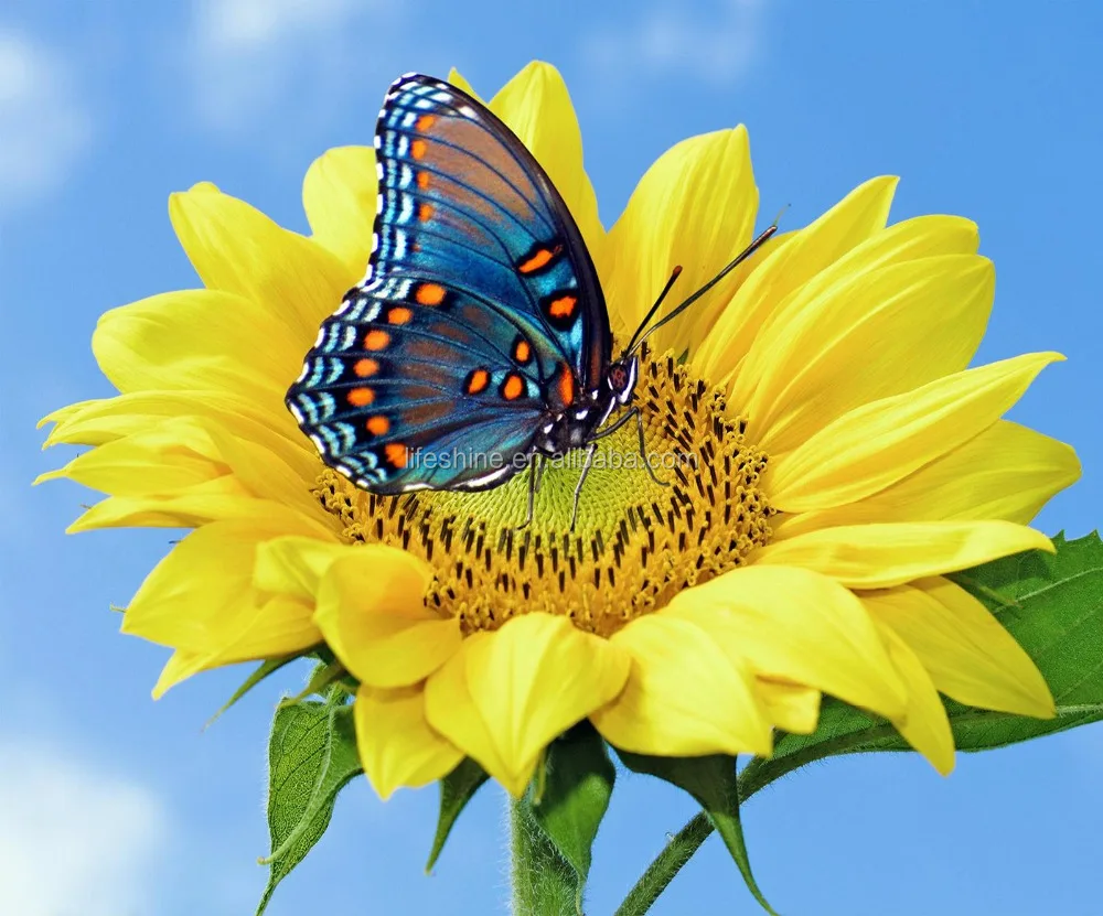 Full diamond embroidery painting beautiful sunflower with butterfly mosaic diamond painting