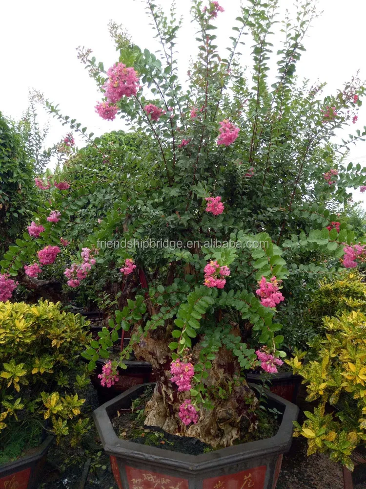 
lagerstroemia bonsai 