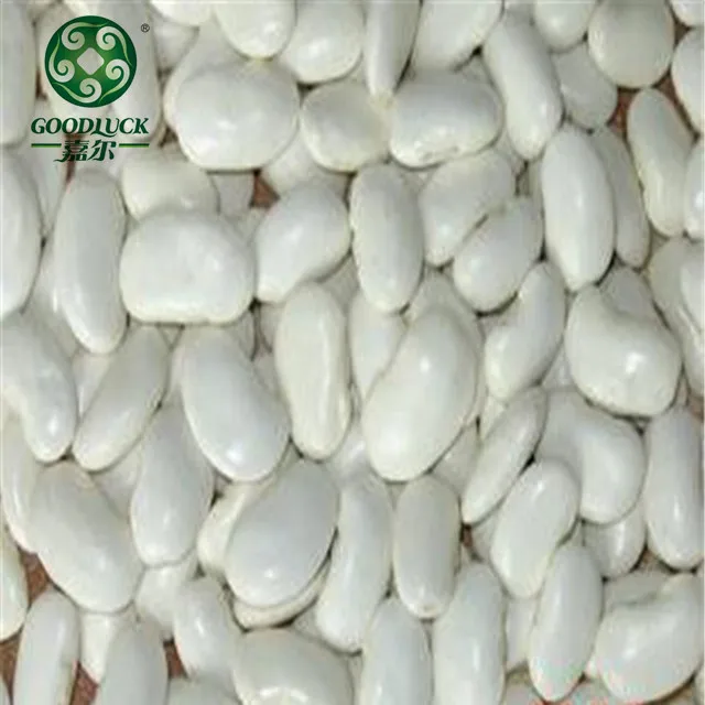 
Different Types of Dried Beans for Canned Food of Spain Price Ton 