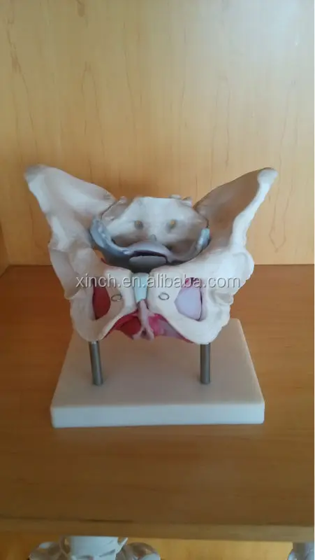 Female Pelvis Anatomy Model