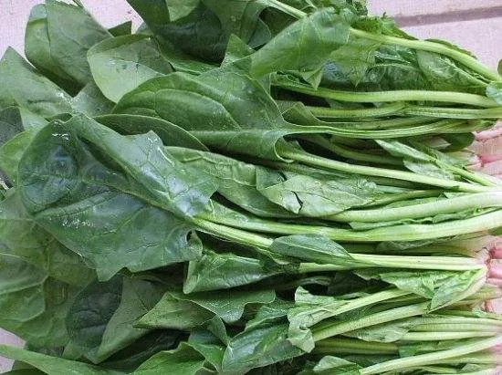 Autumn and spring cultivation spinach hybrid seeds
