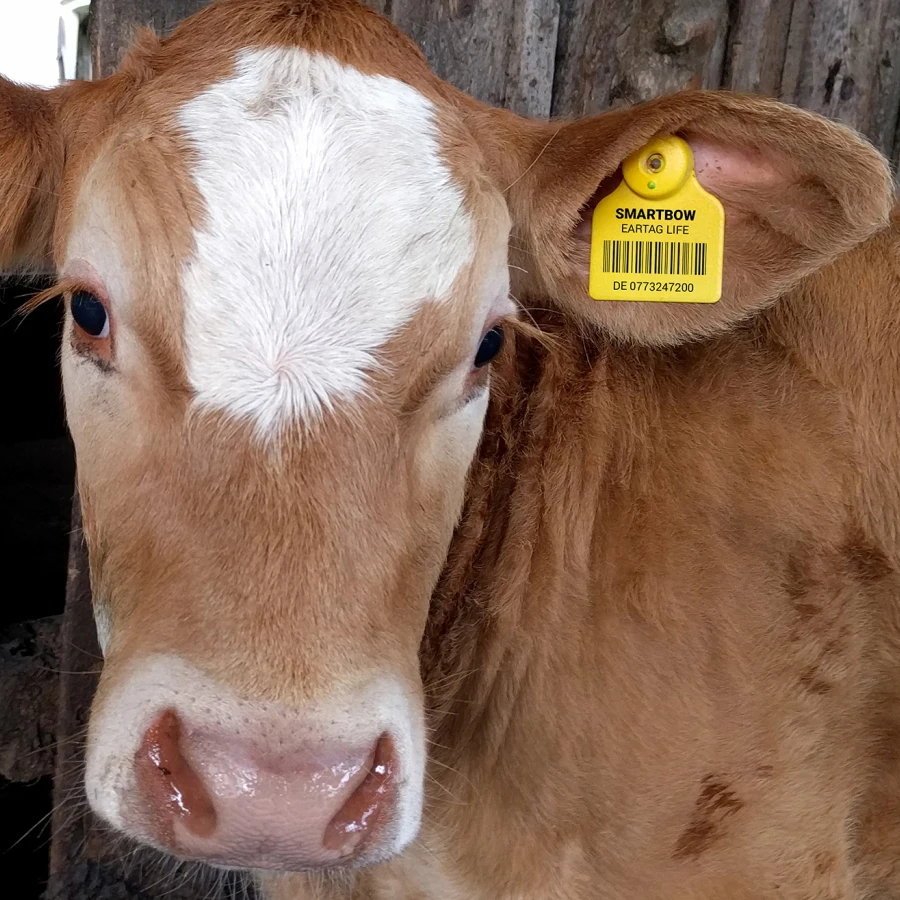 Free Sample NFC RFID Animal Ear Tags for Pig/Cattle/Cow/Sheep Animal Control