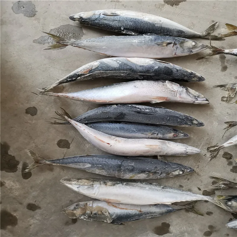 
High quality Sea Frozen fresh seafood Pacific mackerel fish 