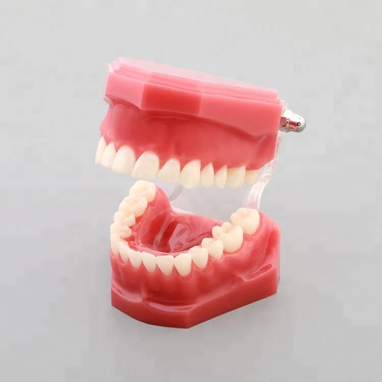 [ AiFan Dental ] Hot Selling Typodonts 7005 Pink Dental Study Model Removable Teeth Model