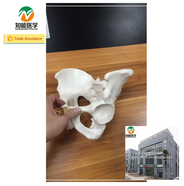 Medical Science Male Pelvic Anatomic model for Disease Demonstration Medical Teaching Tool