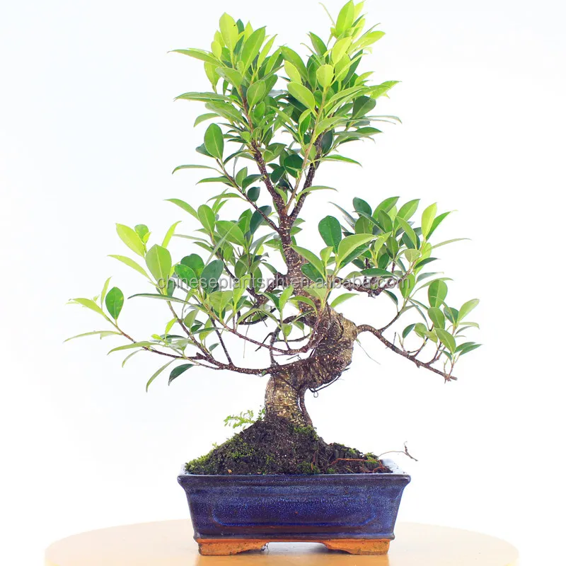 
Ficus microcarpa mini bonsai bonsai trees ficus bonsai s shape live plant indoor plant 